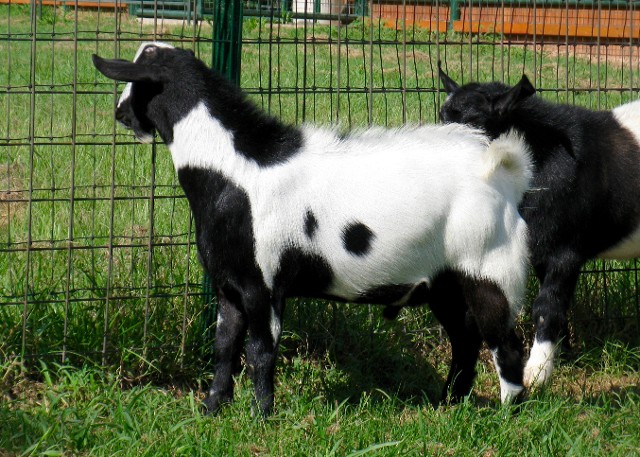 Meat Goats, Future Farmers of America | Bedias, TX